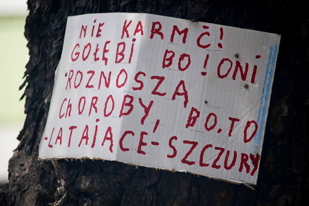 goebie-czy-latajace-szczury-82303