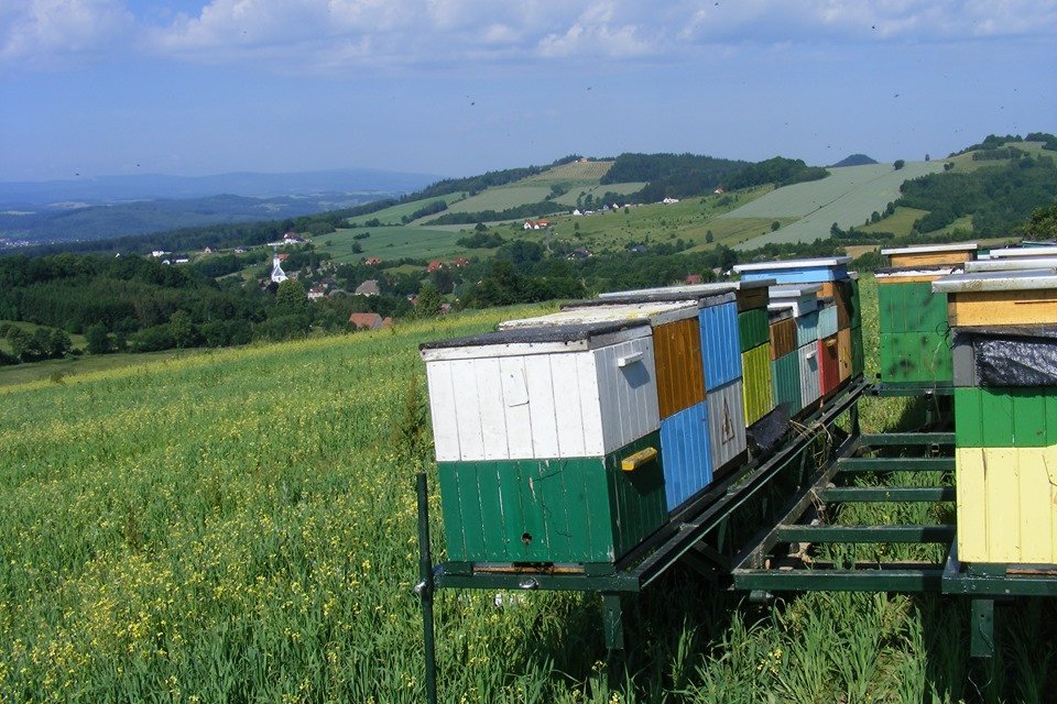 kradziez-pszczo-82324