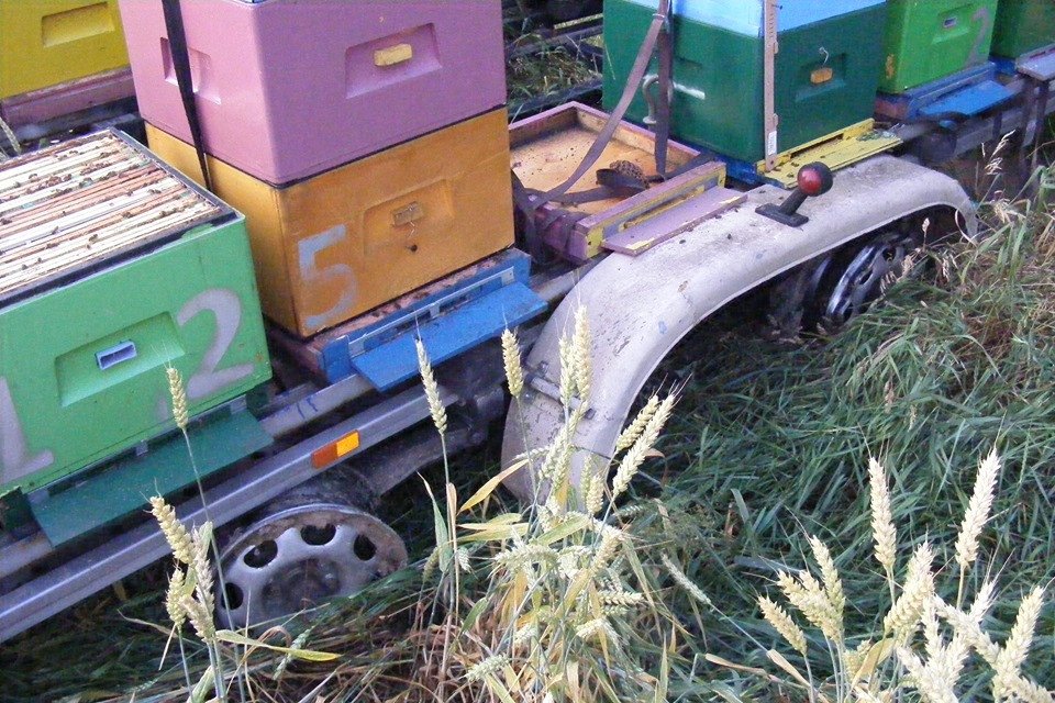 kradziez-pszczo-82324