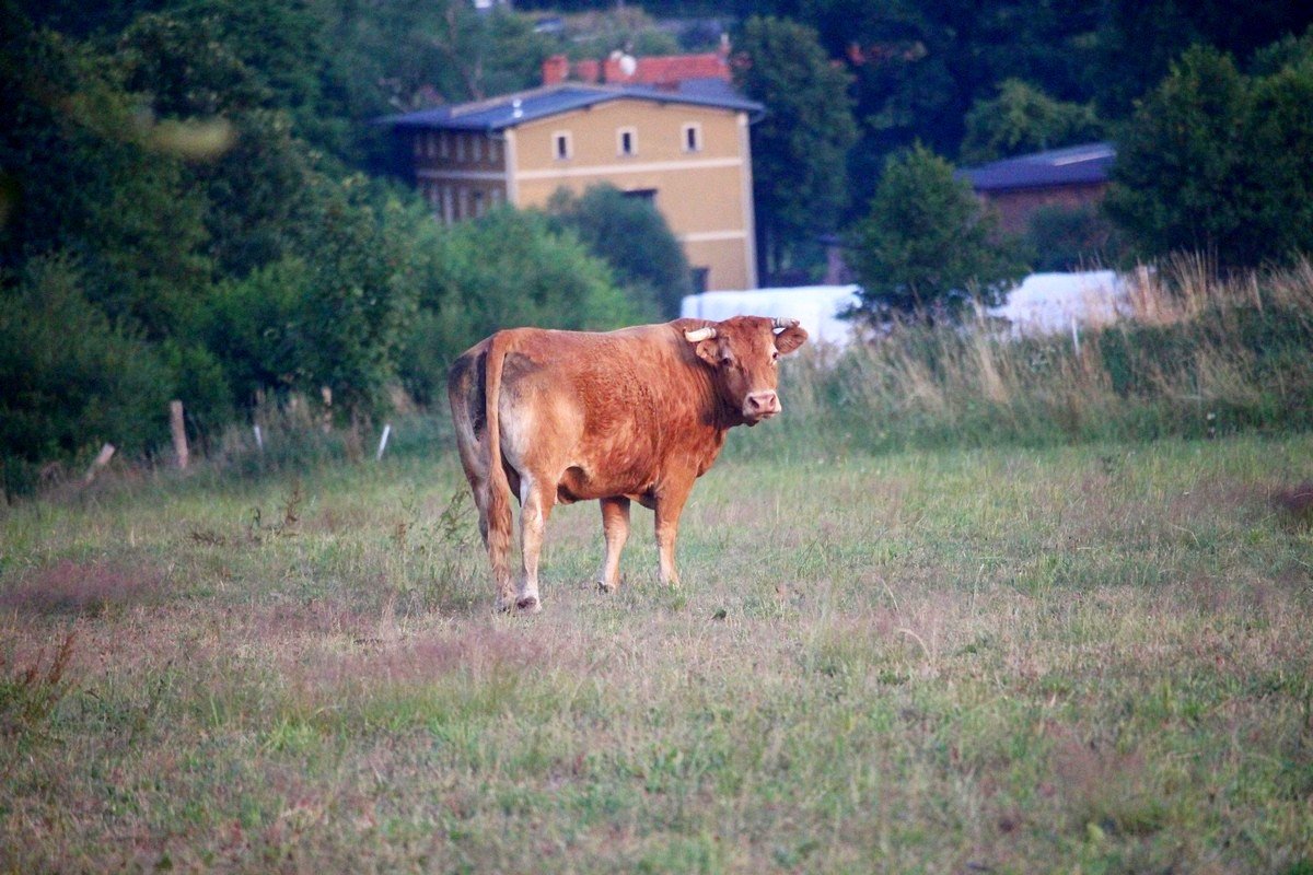 botna-zabawa-w-trzcinsku-82325