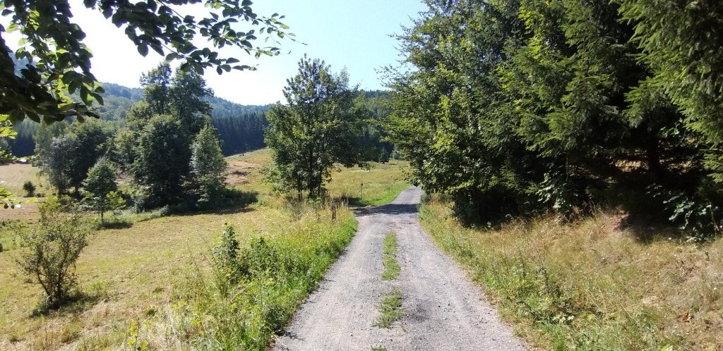z-sosnowki-na-patelnie-przez-dobre-zrodo-82591