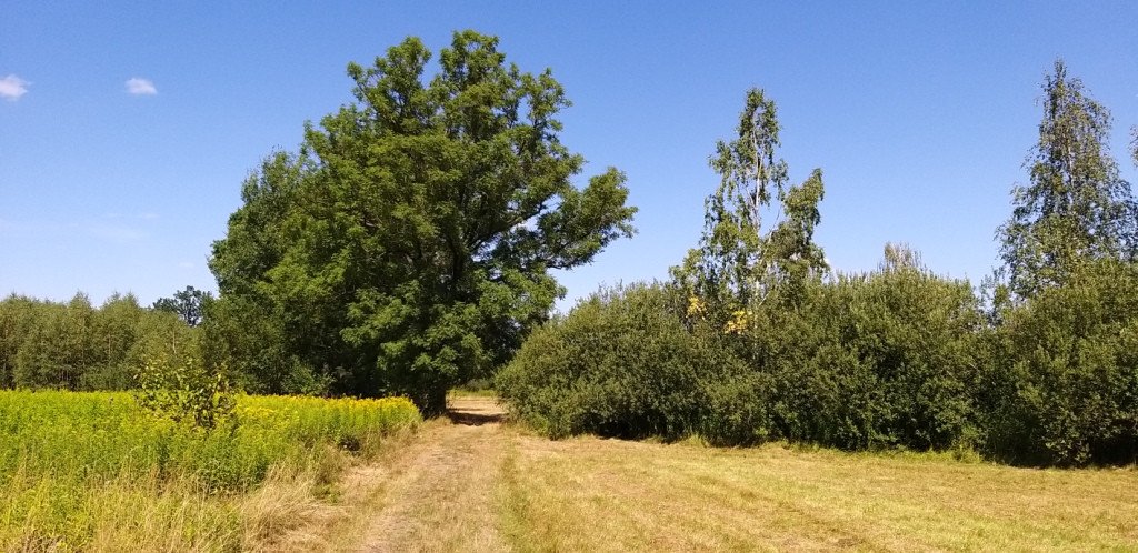 na-chojnik-z-jagniatkowa-82799