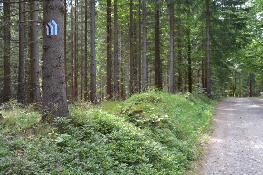 nad-snieznymi-kotami-82904