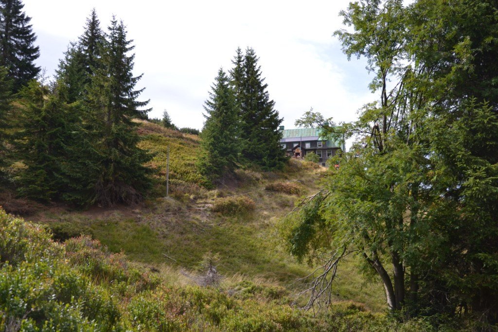 nad-snieznymi-kotami-82904