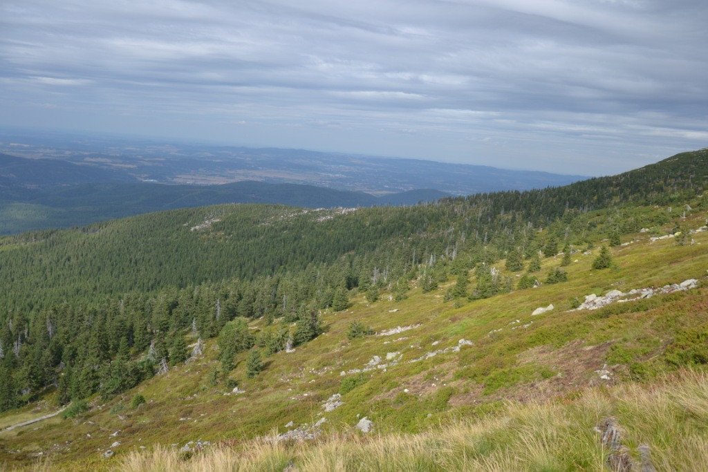 nad-snieznymi-kotami-82904