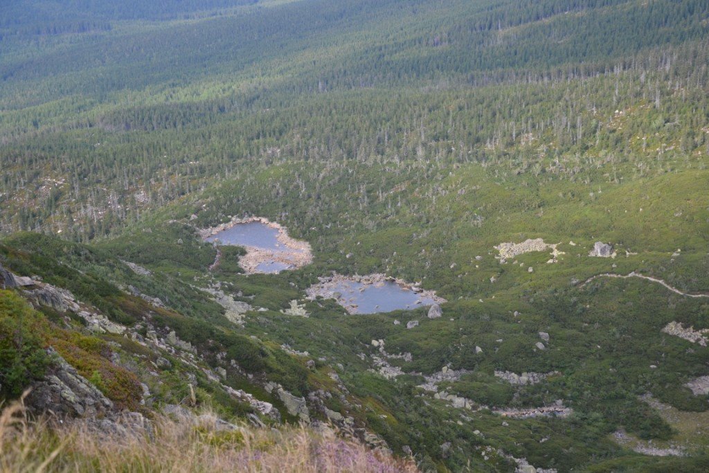 nad-snieznymi-kotami-82904