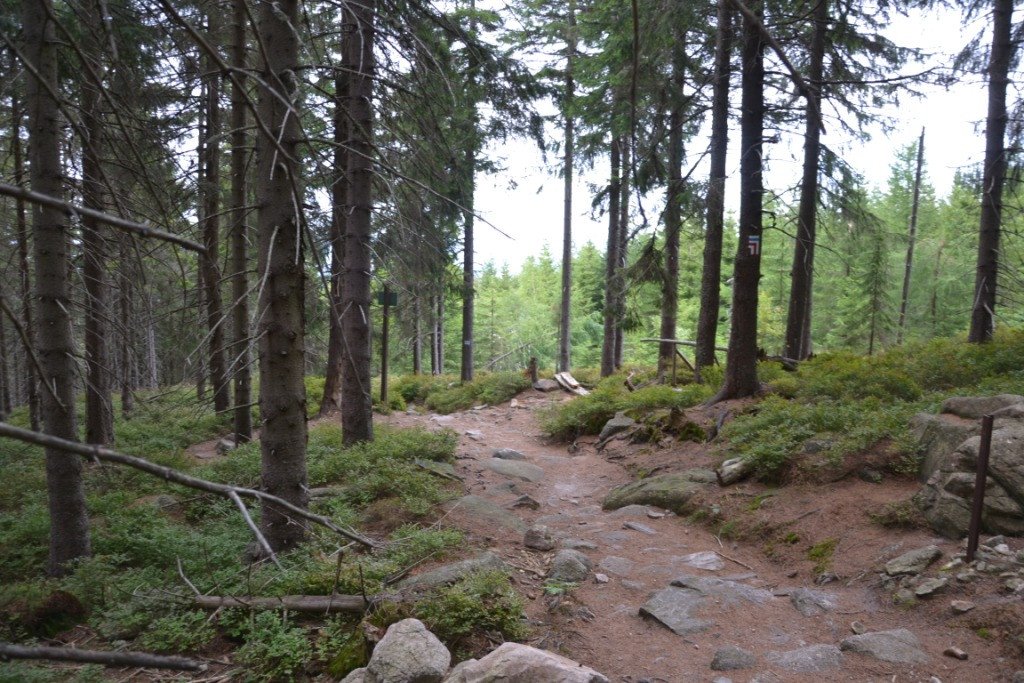 nad-snieznymi-kotami-82904