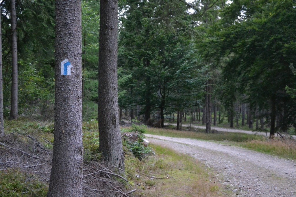 nad-snieznymi-kotami-82904