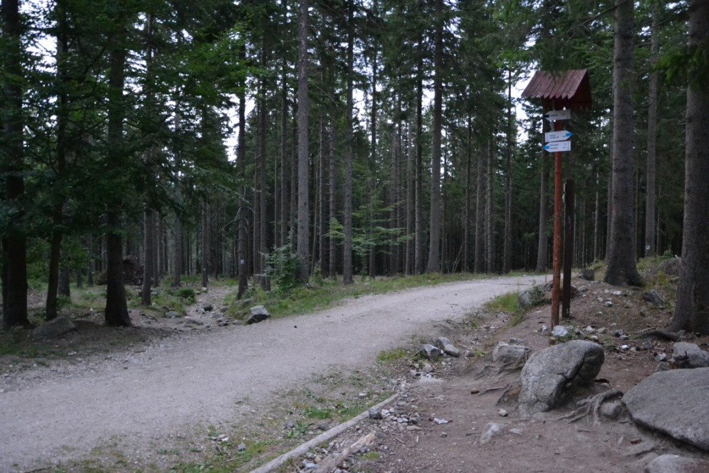 nad-snieznymi-kotami-82904