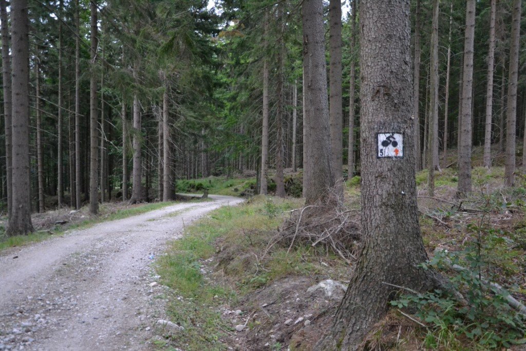 nad-snieznymi-kotami-82904