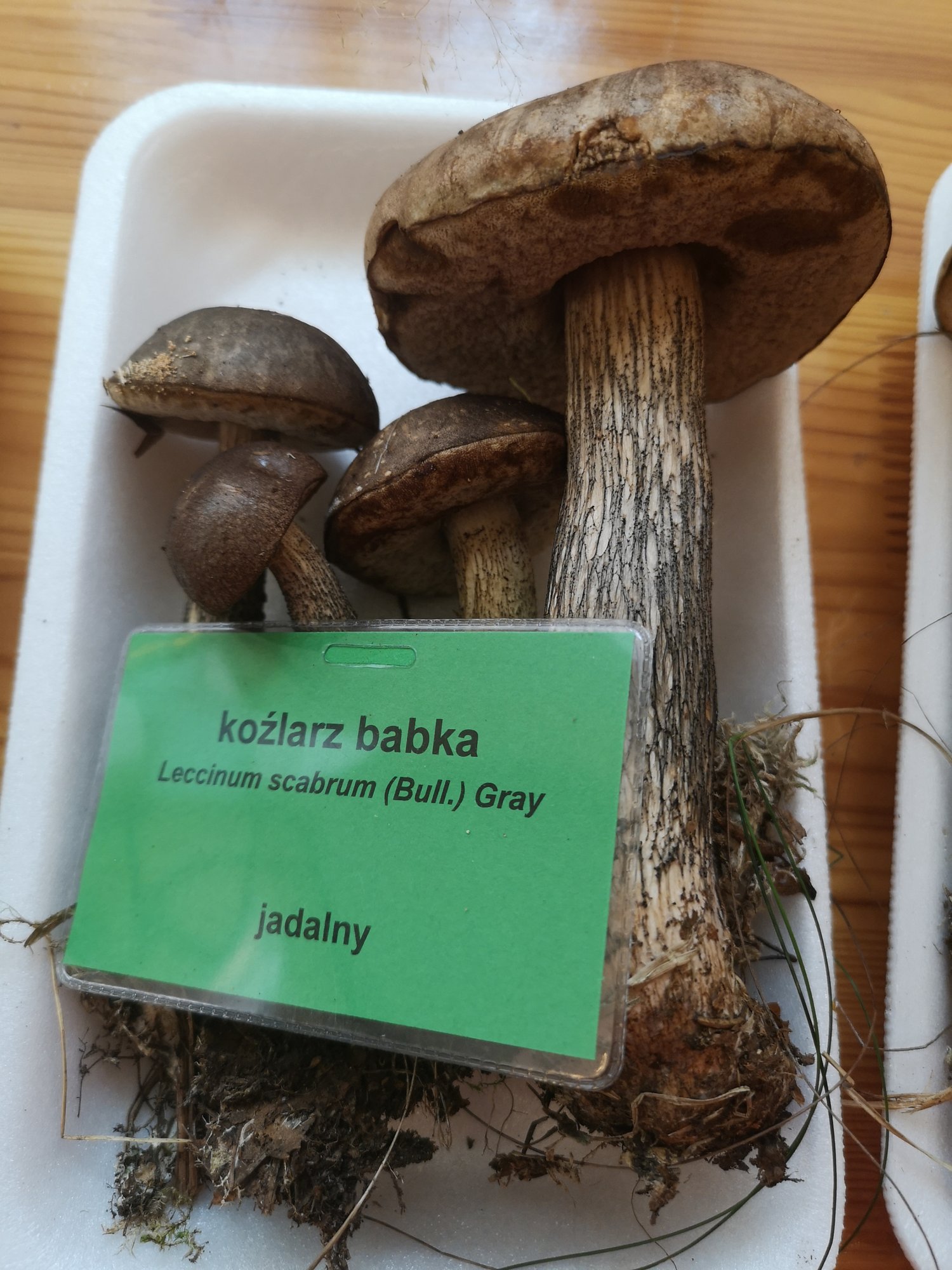 rekordowe-zbiory-grzybow-83457
