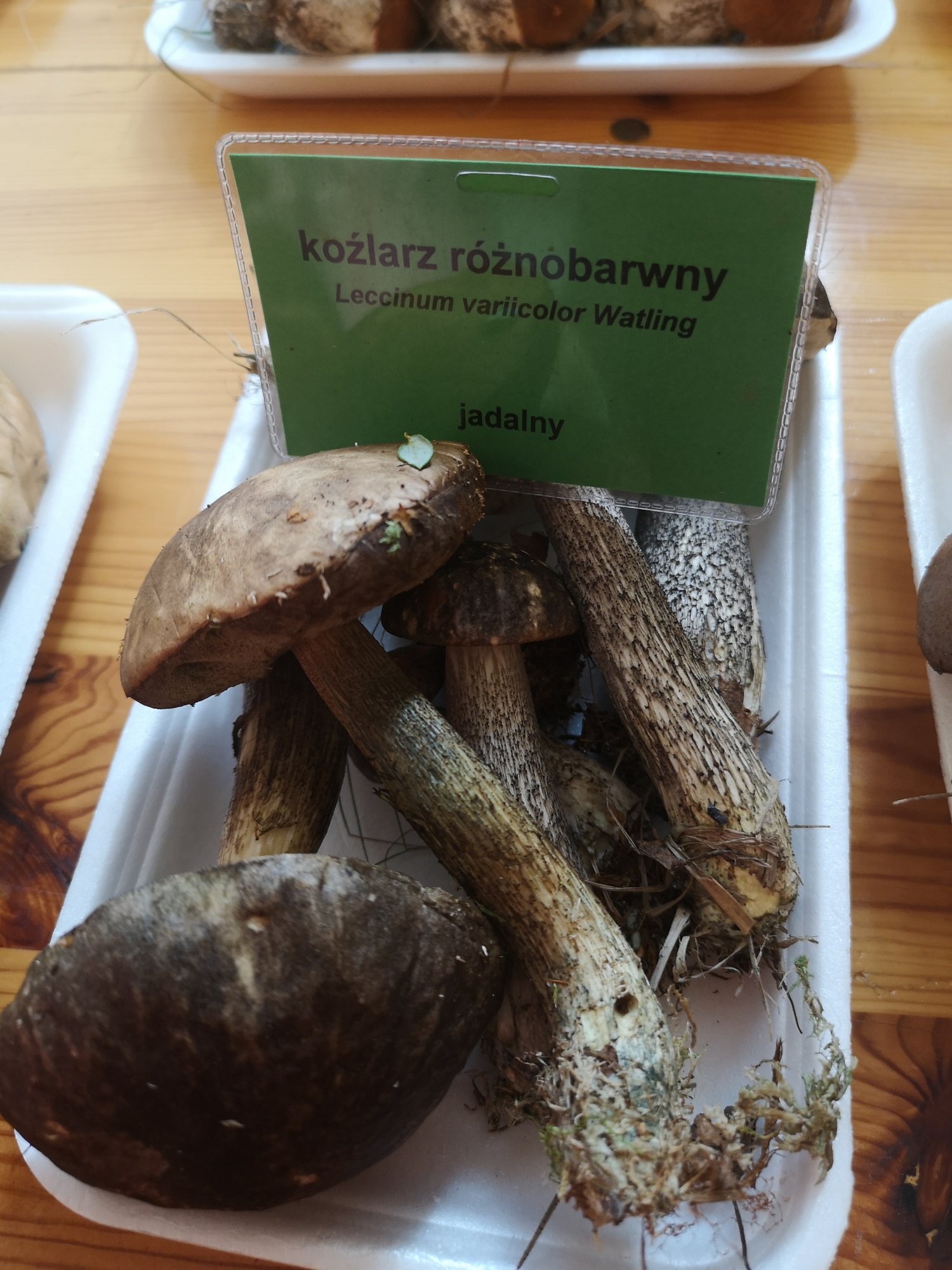 rekordowe-zbiory-grzybow-83457