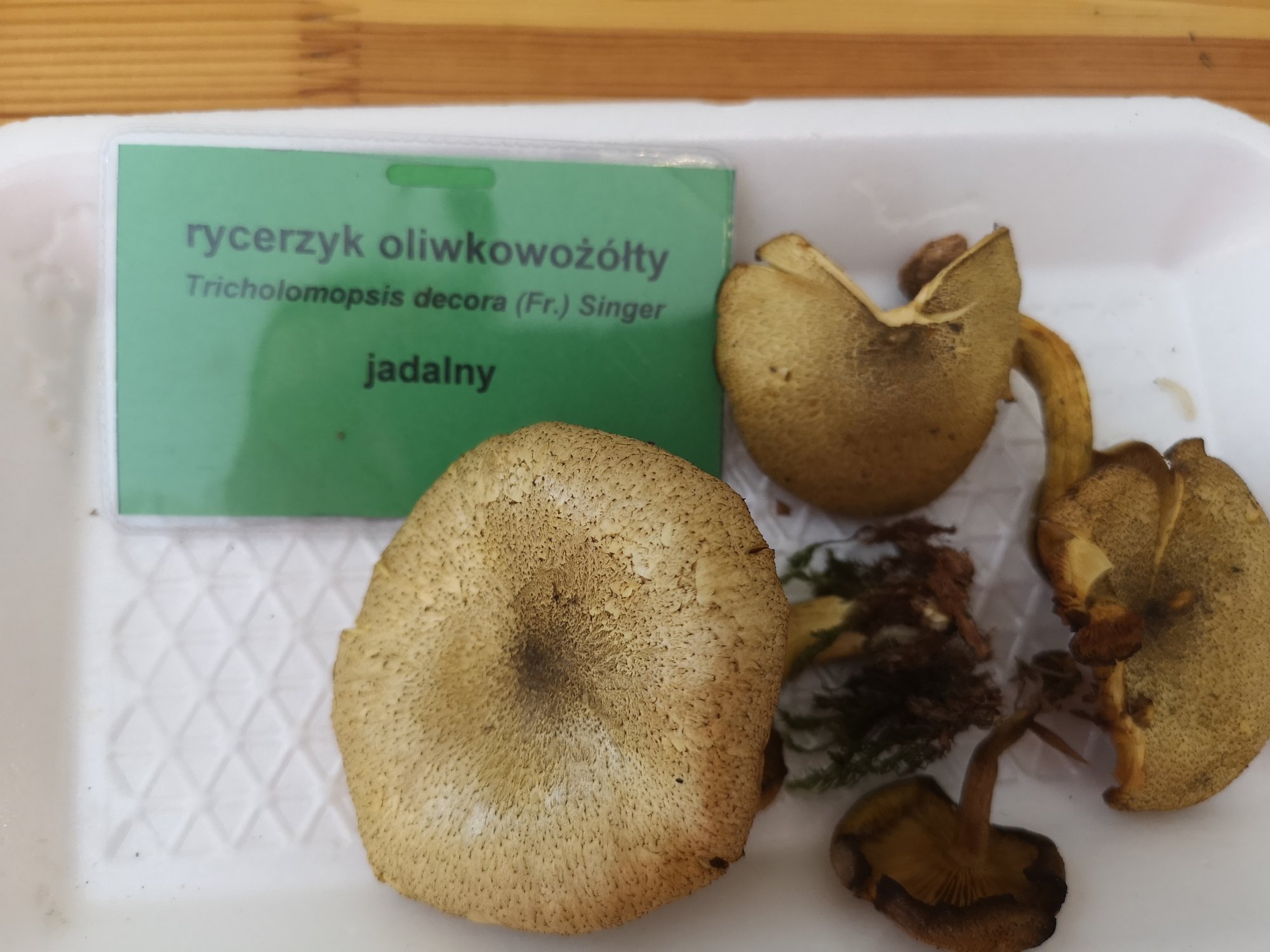 rekordowe-zbiory-grzybow-83457