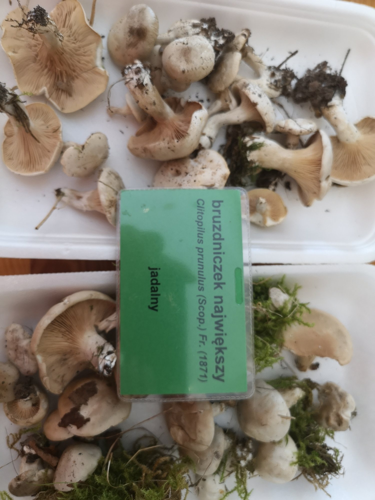 rekordowe-zbiory-grzybow-83457