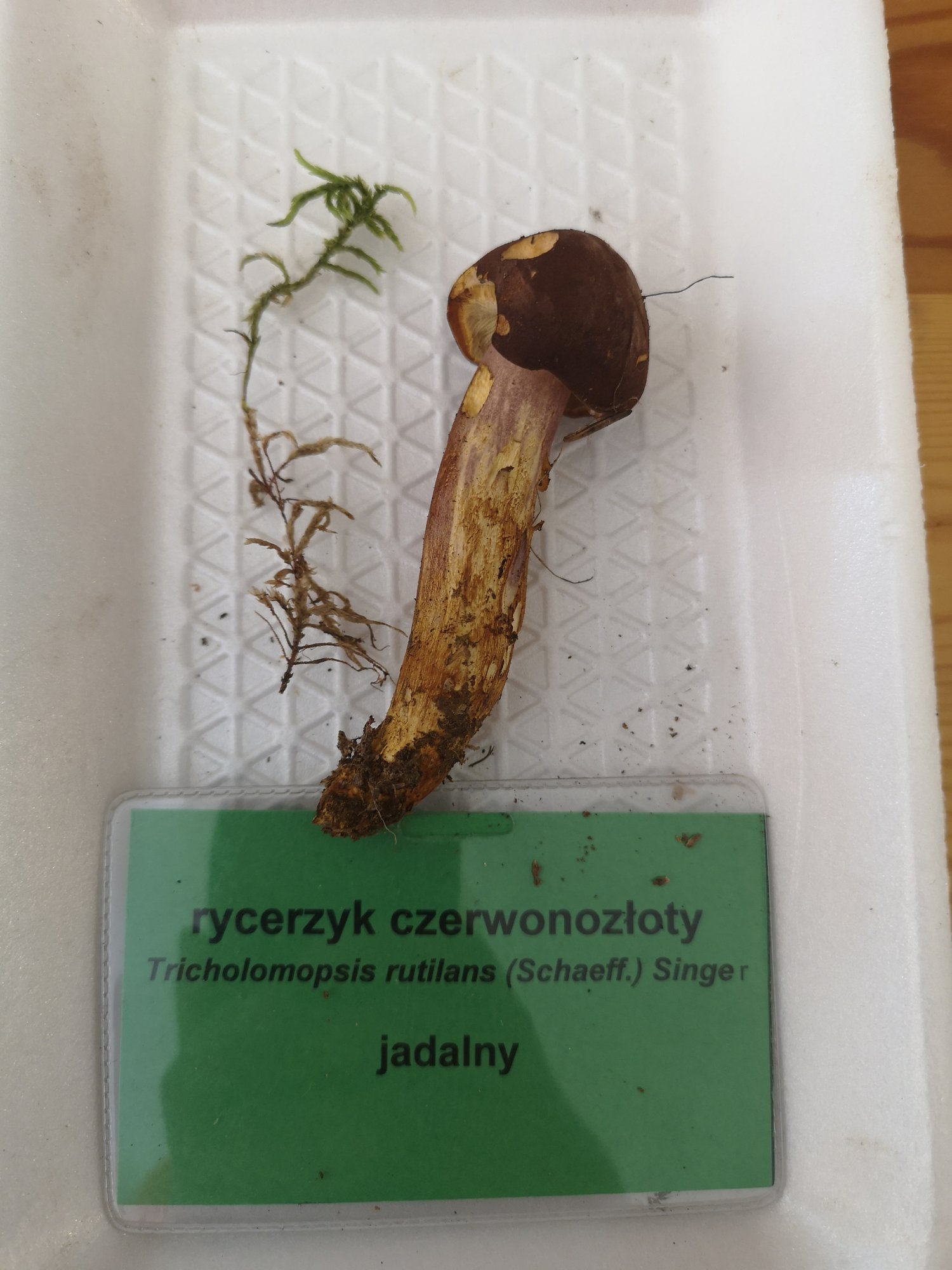 rekordowe-zbiory-grzybow-83457