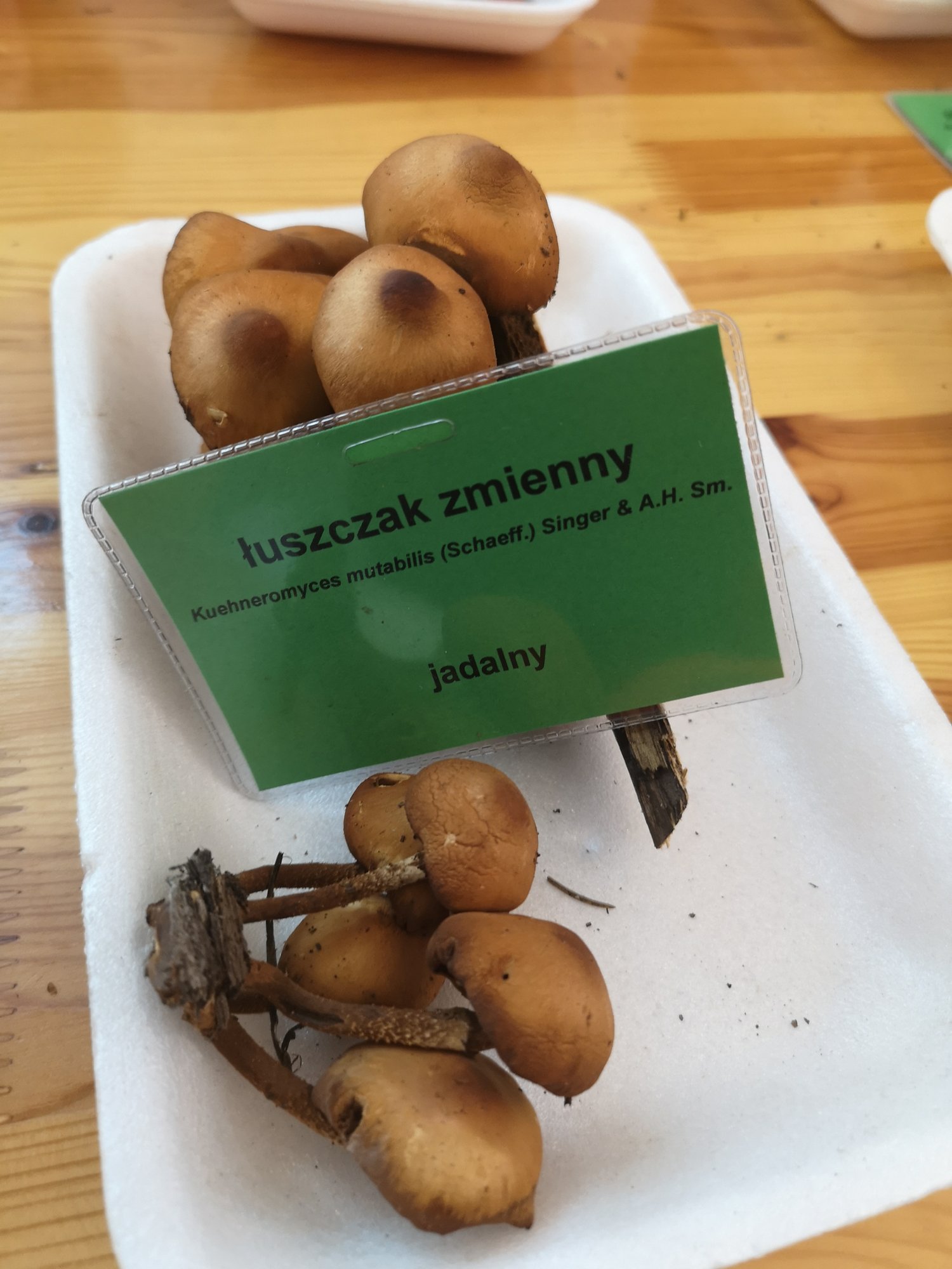 rekordowe-zbiory-grzybow-83457
