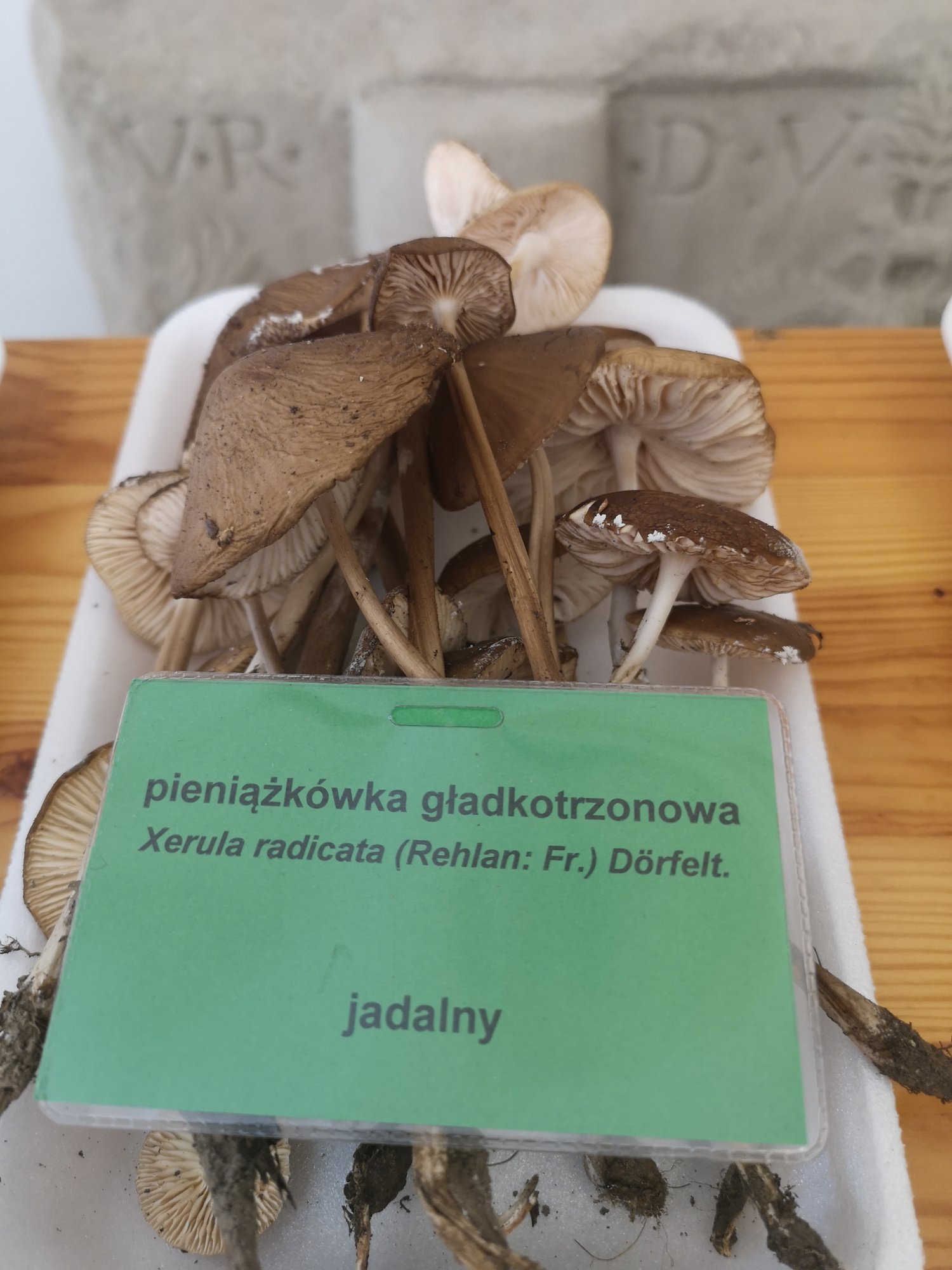 rekordowe-zbiory-grzybow-83457