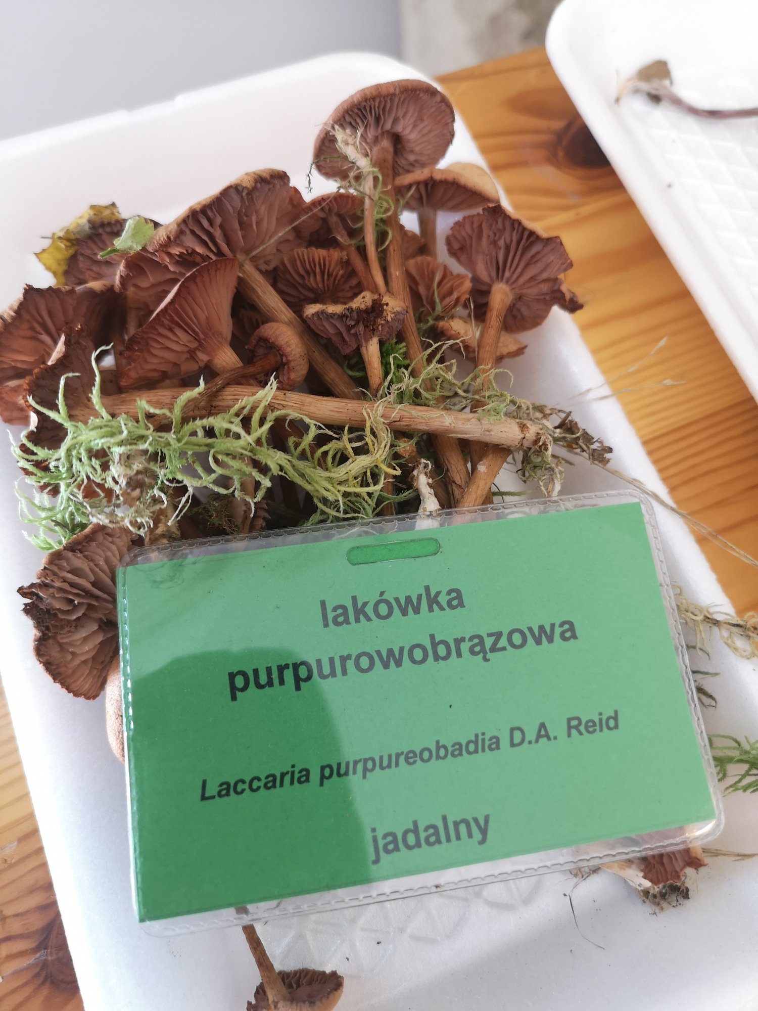 rekordowe-zbiory-grzybow-83457