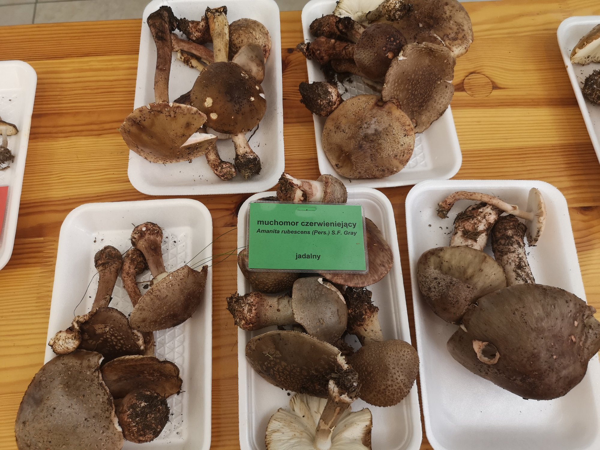 rekordowe-zbiory-grzybow-83457