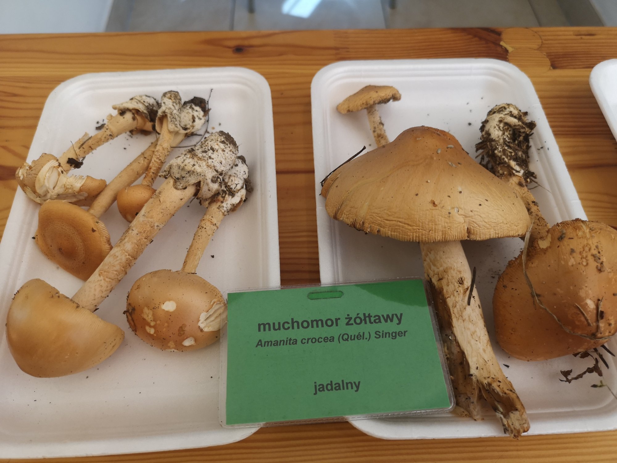 rekordowe-zbiory-grzybow-83457
