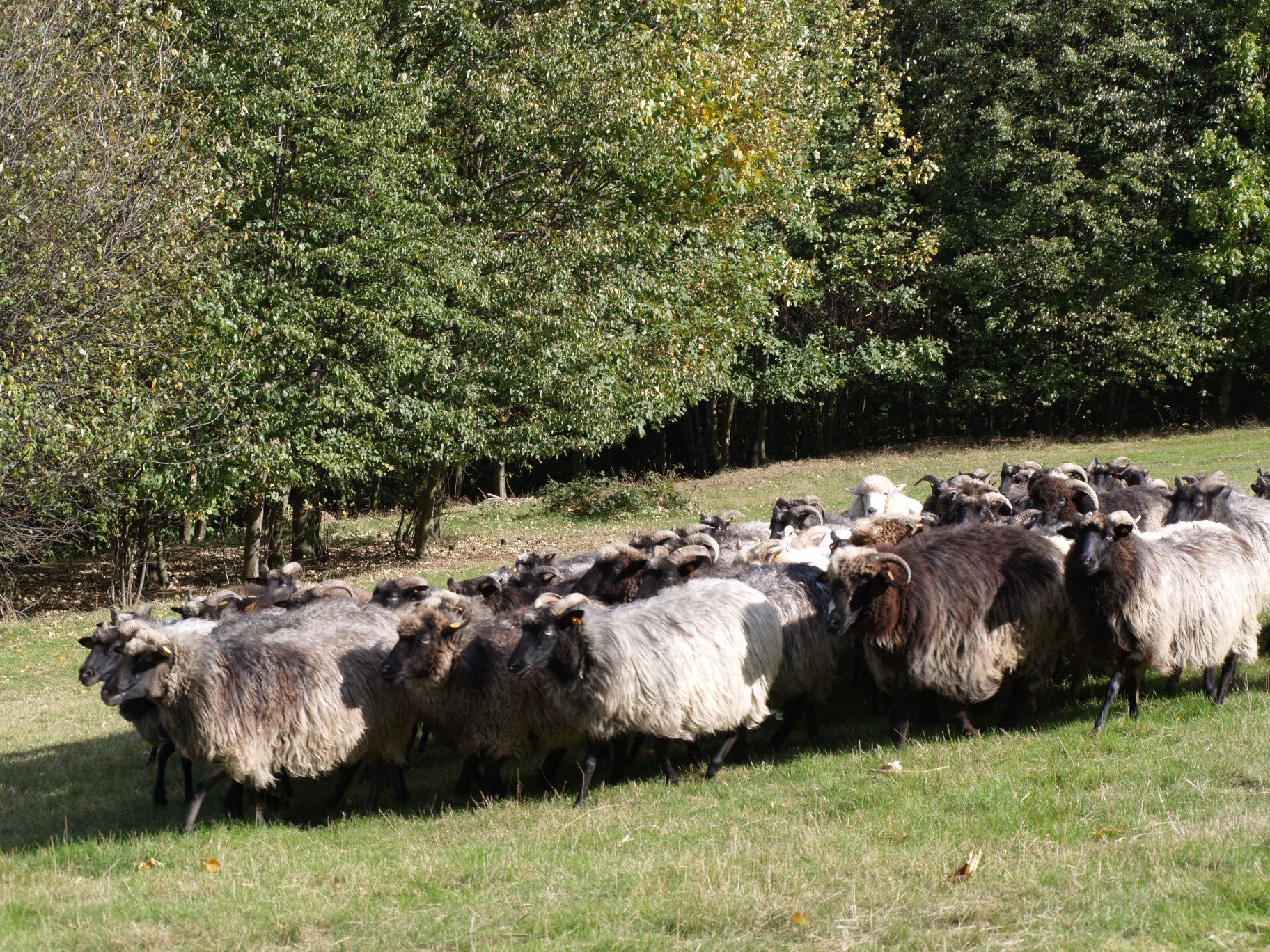 zywe-kosiarki-sprawdzaja-sie-83606
