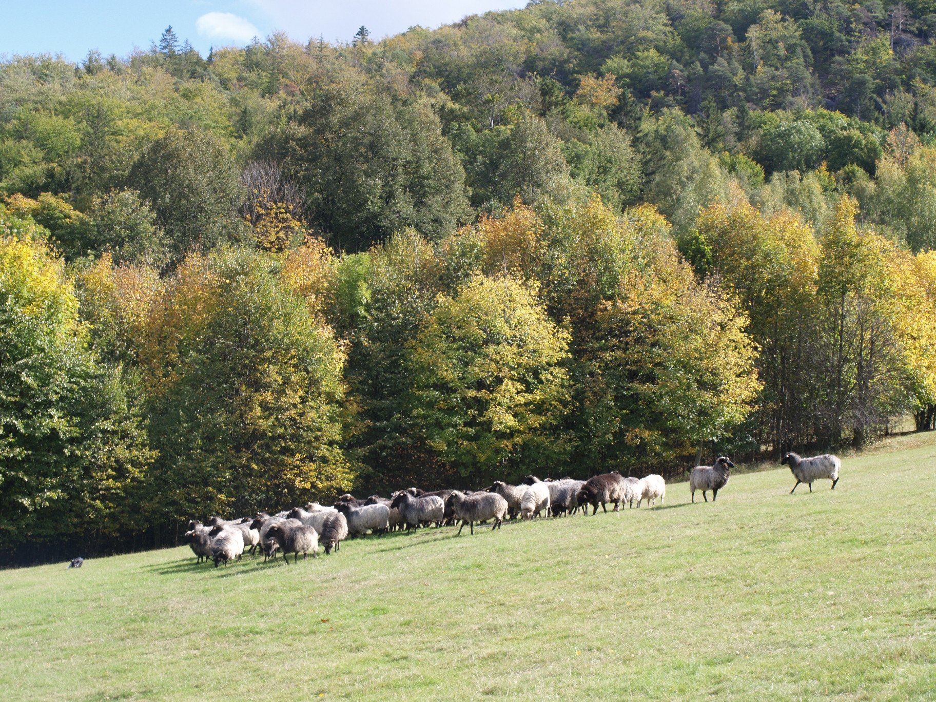 zywe-kosiarki-sprawdzaja-sie-83606