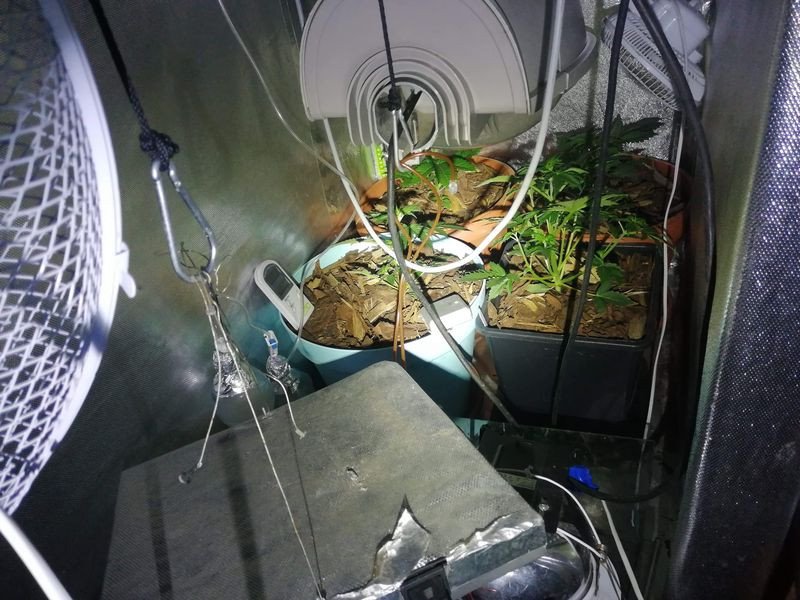 konopie-indyjskie-w-mieszkaniu-i-marihuana-83649