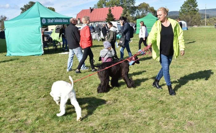 wystawy-psich-pieknosci-83673