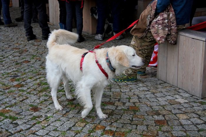 deszczowy-dogtrekking-83730