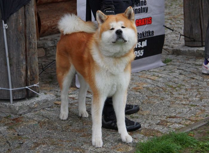 deszczowy-dogtrekking-83730