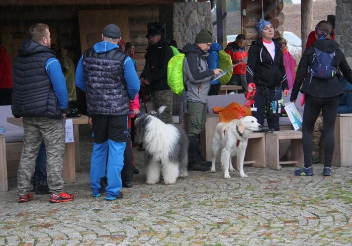 deszczowy-dogtrekking-83730