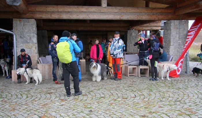deszczowy-dogtrekking-83730