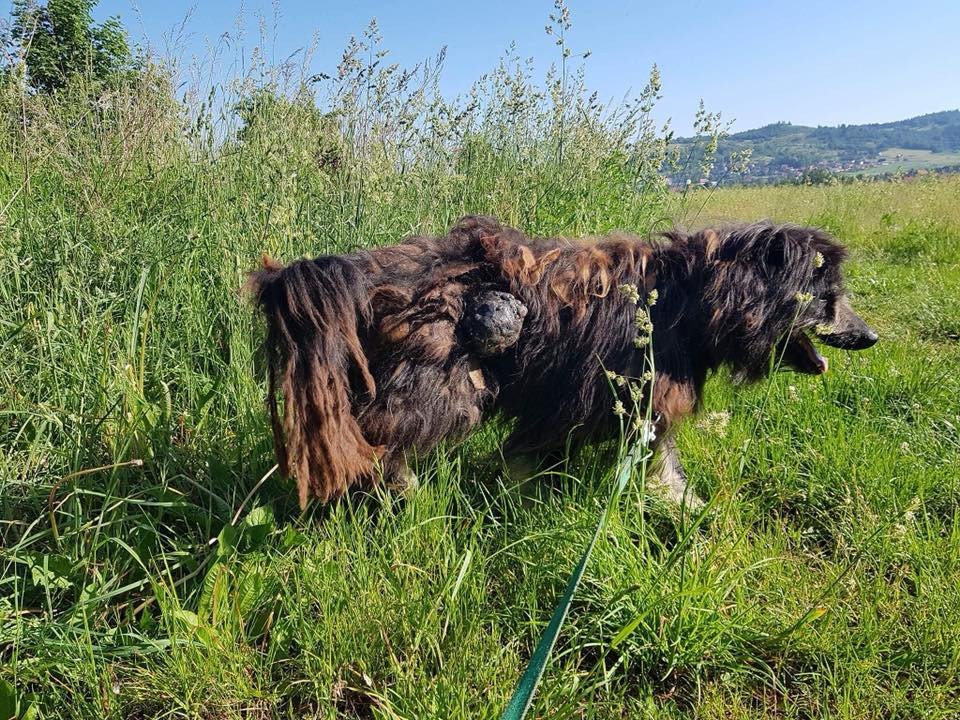 wyrok-za-znecanie-sie-nad-psem-84064