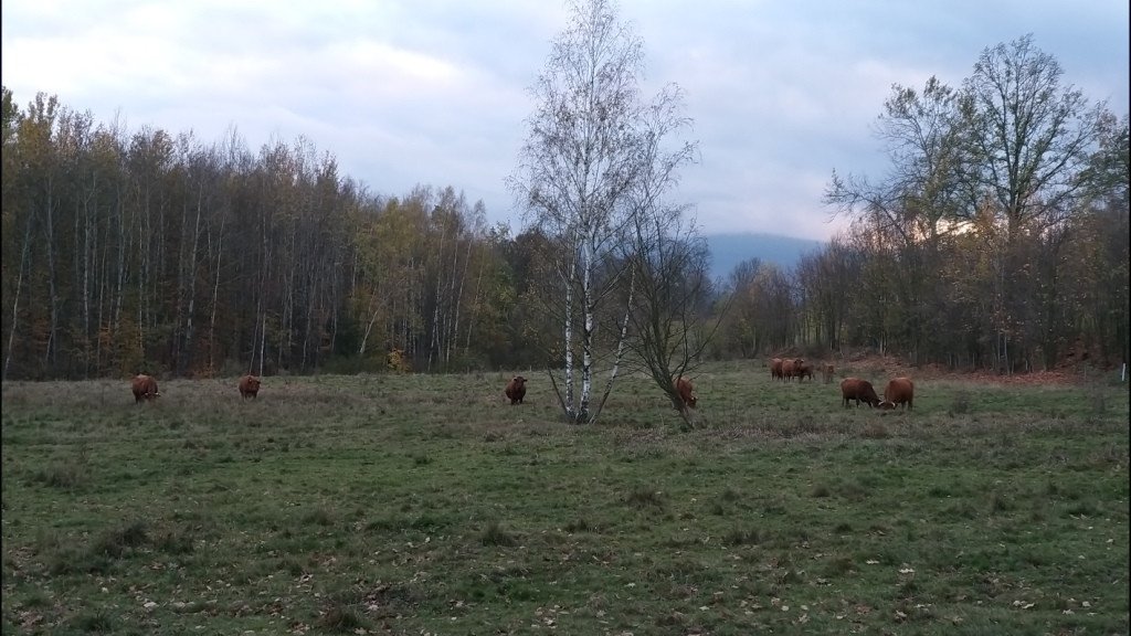 krzyzowa-gora-albo-spacer-w-kotlinie-84114
