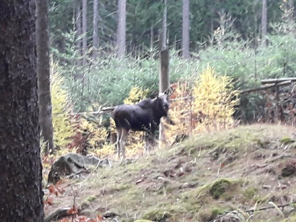 os-w-karkonoszach-84224