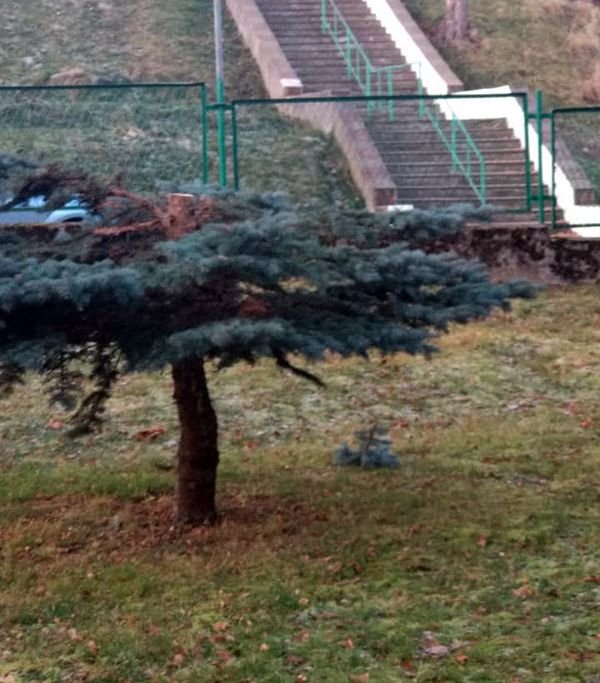 ktos-zniszczy-choinki-84825