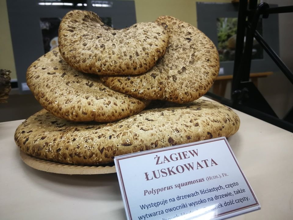 wystawa-huby-karkonoskie-84960