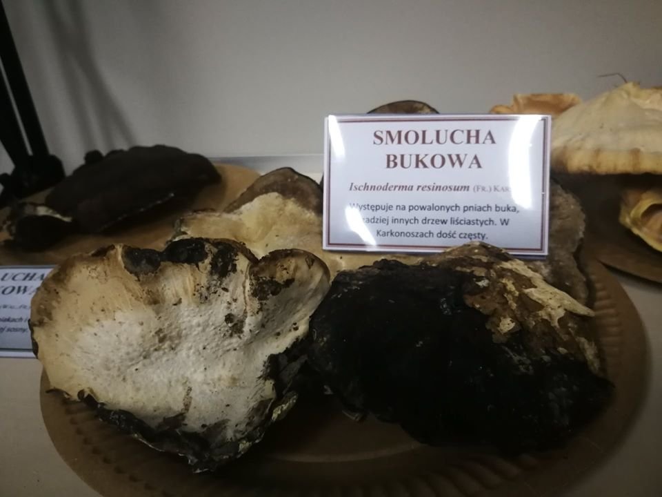 wystawa-huby-karkonoskie-84960