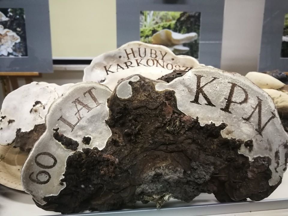 wystawa-huby-karkonoskie-84960
