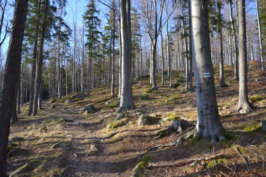 spacer-przez-cicha-doline-na-grzybowiec-85083
