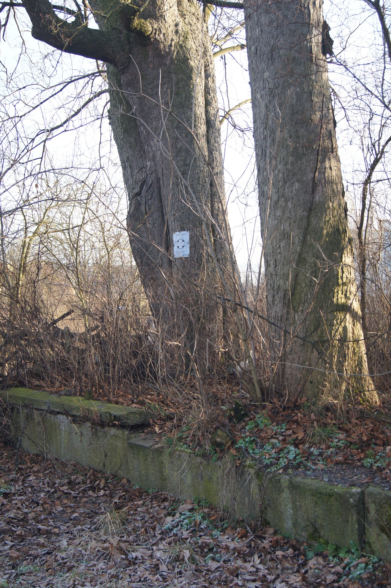 Drzewo na terenie mauzoleum z kartką informacyjną z 2014 roku (styczeń 2020 r.)/fot. S. Firszt