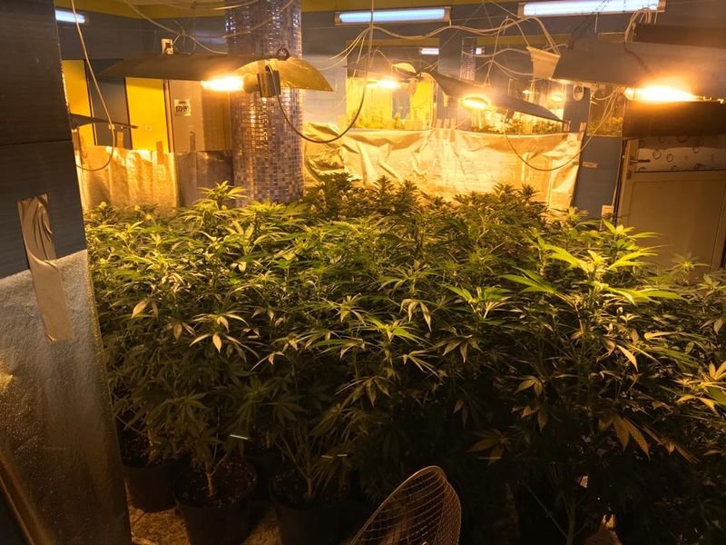 duza-plantacja-zlikwidowana-85674