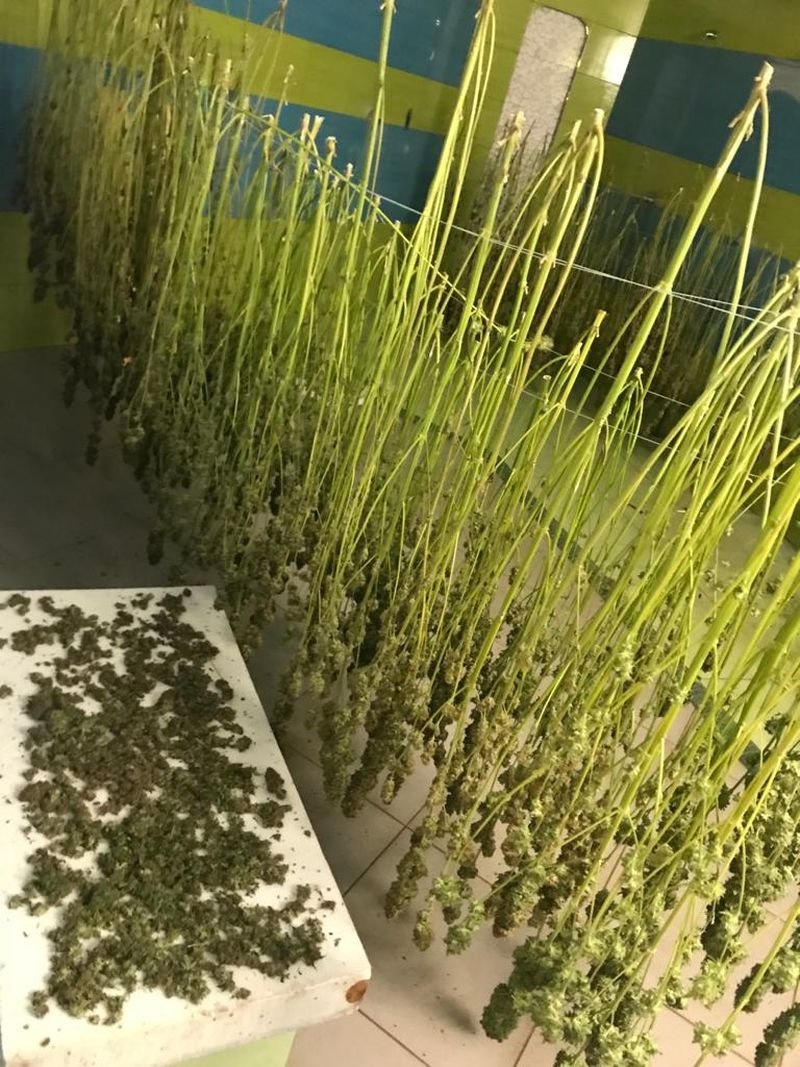 duza-plantacja-zlikwidowana-85674