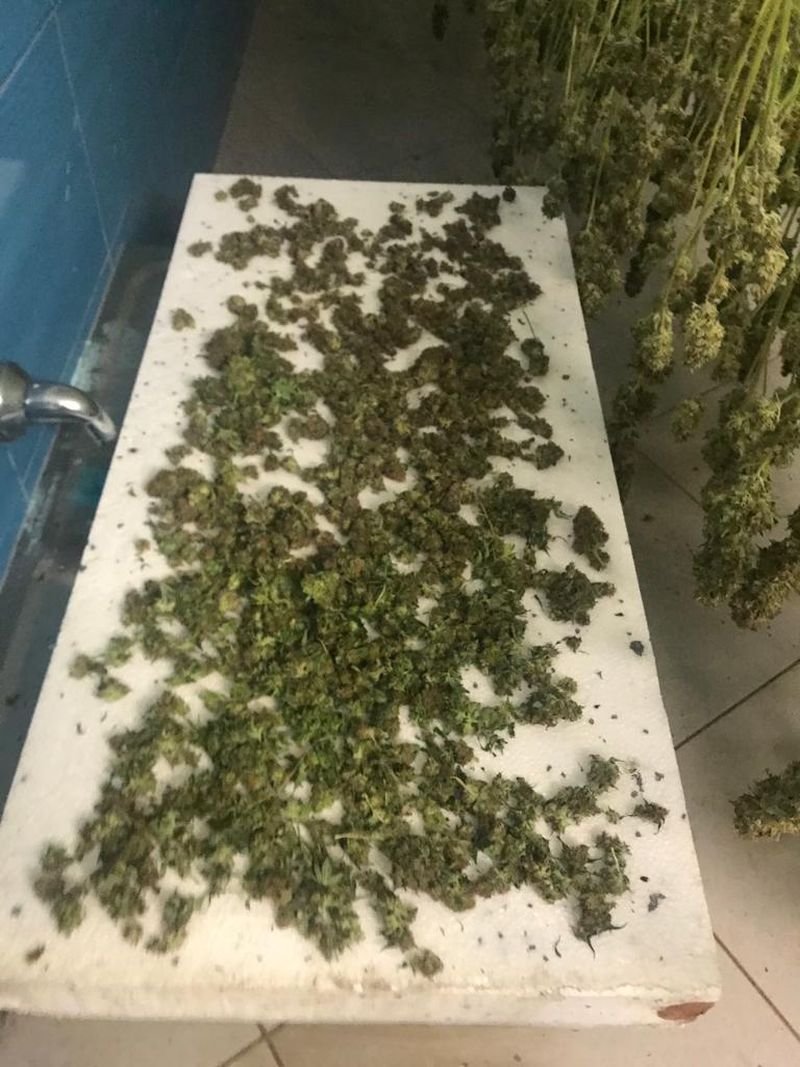 duza-plantacja-zlikwidowana-85674