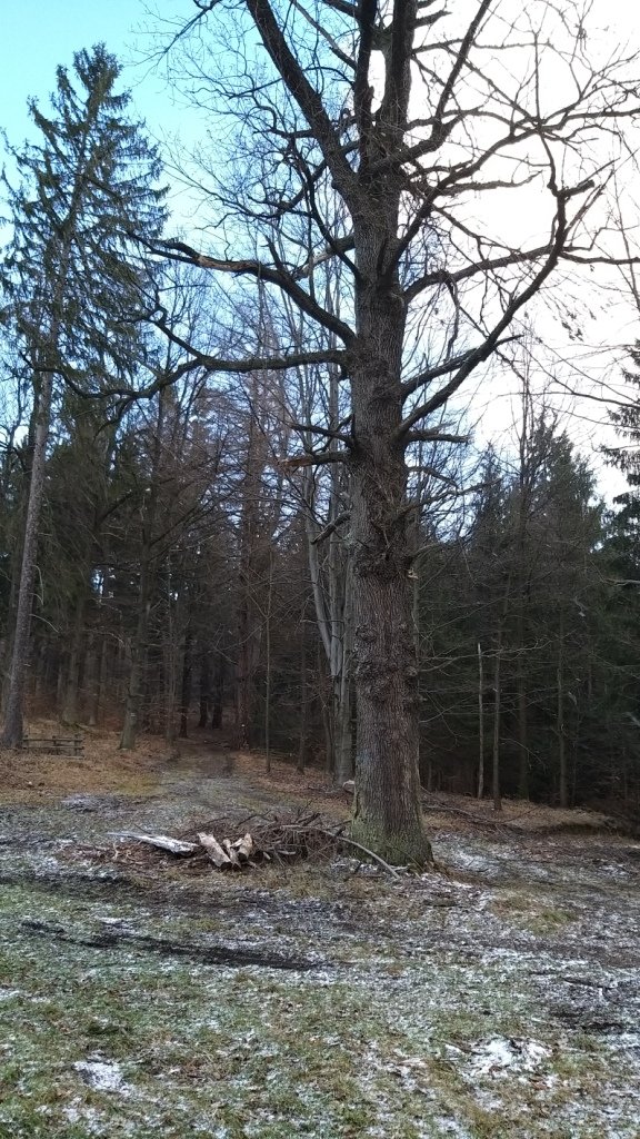 na-mrowcza-gore-85685