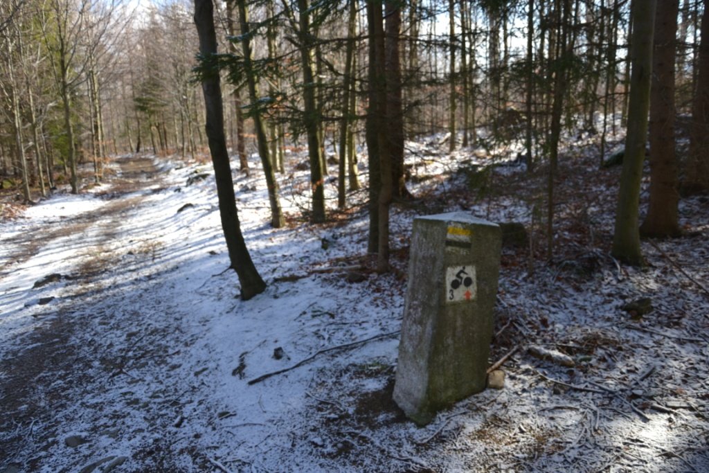 tym-razem-wyprawa-na-krokusy-do-gorzynca-86015