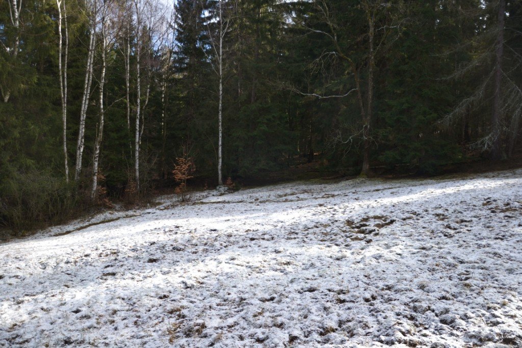 tym-razem-wyprawa-na-krokusy-do-gorzynca-86015