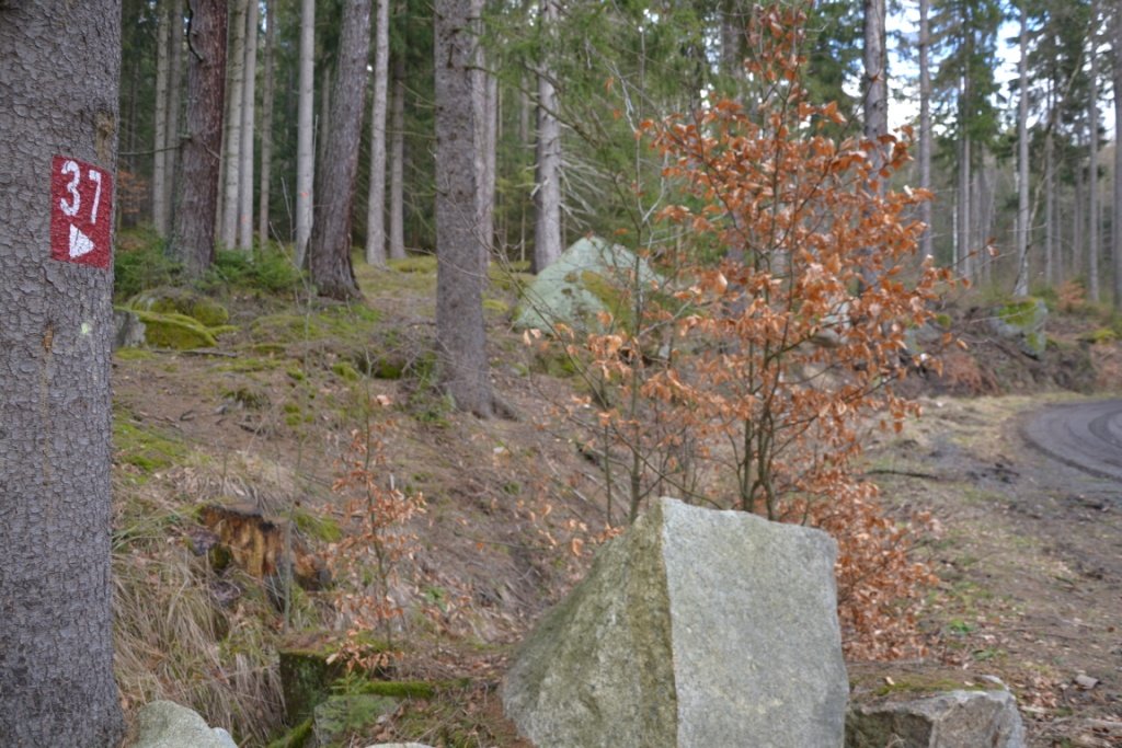 tym-razem-wyprawa-na-krokusy-do-gorzynca-86015