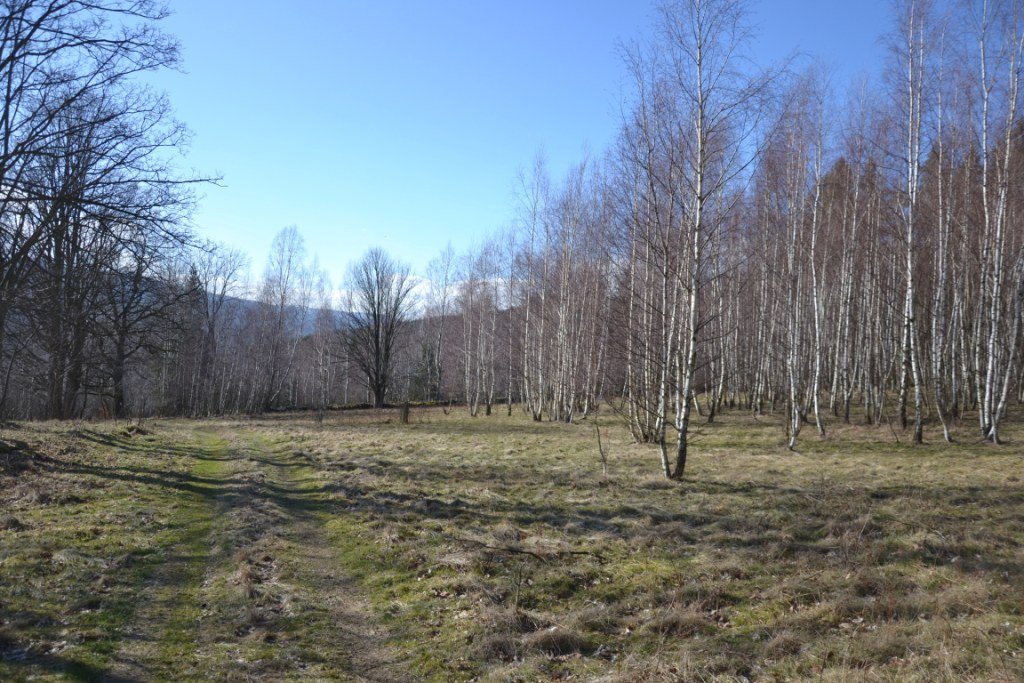 tym-razem-wyprawa-na-krokusy-do-gorzynca-86015
