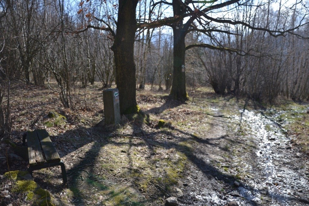 tym-razem-wyprawa-na-krokusy-do-gorzynca-86015